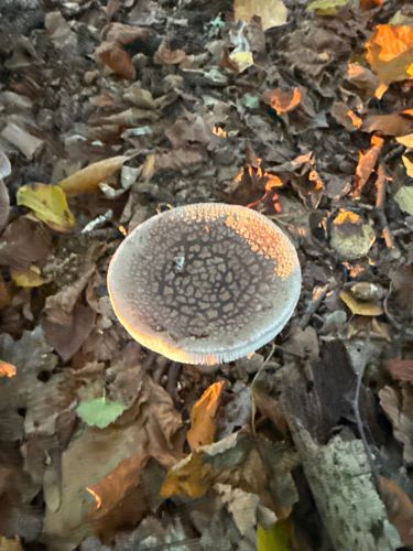 Grey Spotted Amanita
