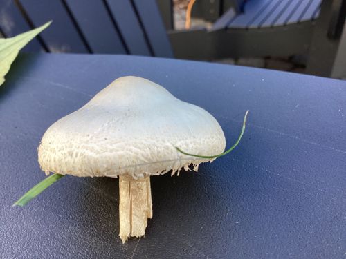 Not a mushroom/fungus