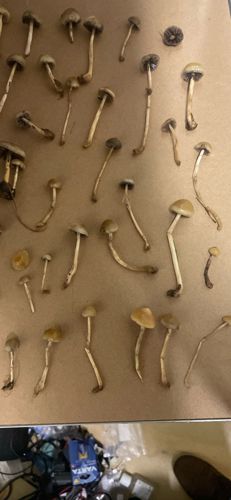 Photo submitted for the Psilocybe semilanceata identification