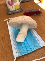 Photo submitted for the Horse Mushroom identification