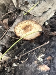 Photo submitted for the Fringed Polypore identification