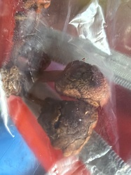 Psilocybe cubensis (Dried)