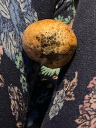 Photo submitted for the Tumor of a plant (Gall) identification
