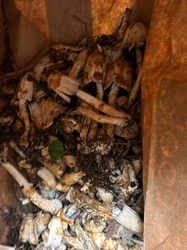 Photo submitted for the Mica Cap identification