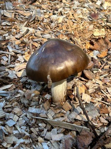 Deer Mushroom