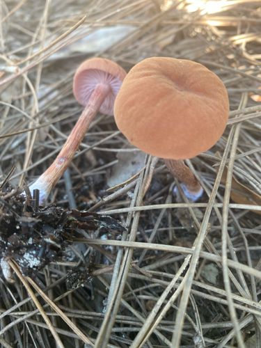 Rosy Gilled Laccaria