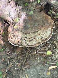 Photo submitted for the Artist's Bracket (Artist's Conk) identification