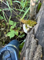 Photo submitted for the Common Mazegill identification