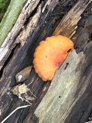 Photo submitted for the Orange Polypore identification