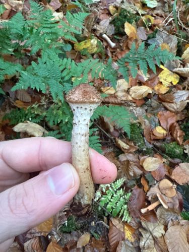 Shaggy Scalycap