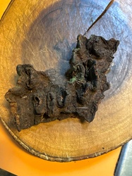 Chaga