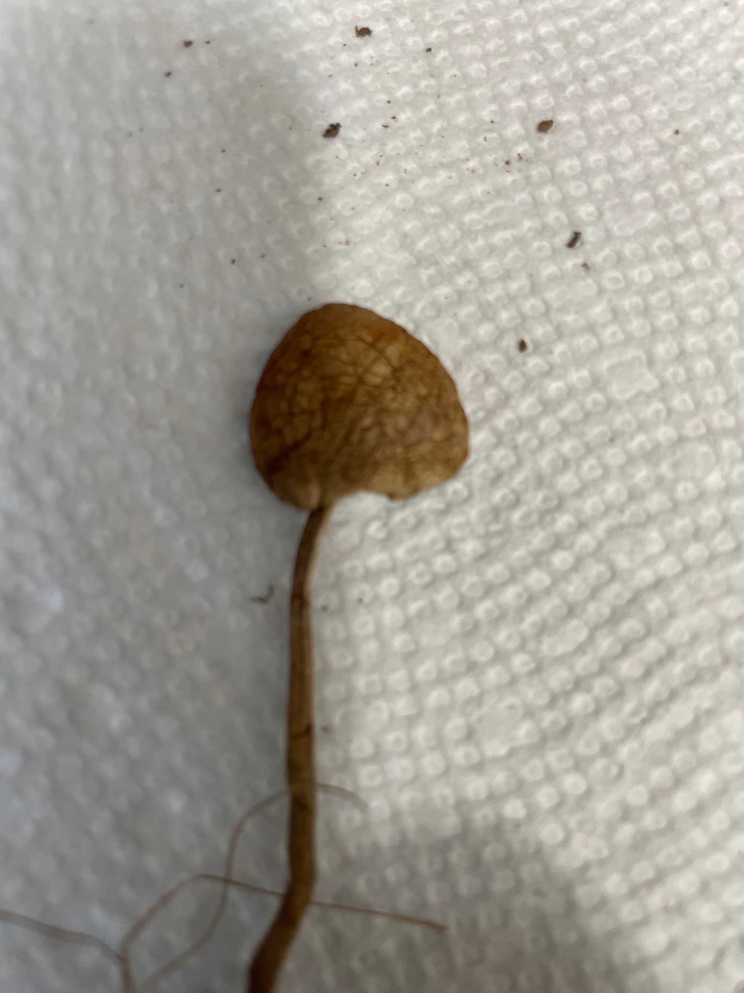 Photo submitted for the Mower's Mushroom identification