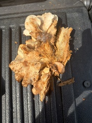 Photo submitted for the Oyster Mushroom identification