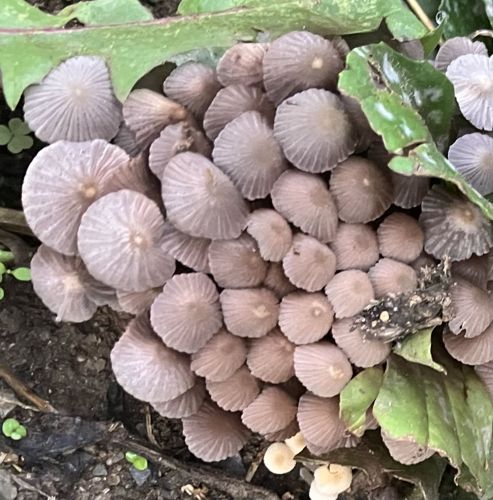 Photo submitted for the Pleated Inky Cap identification