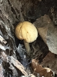 Photo submitted for the Yellow Fieldcap or Sunny Side Up Mushroom identification