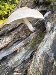 Photo submitted for the Deer Mushroom identification