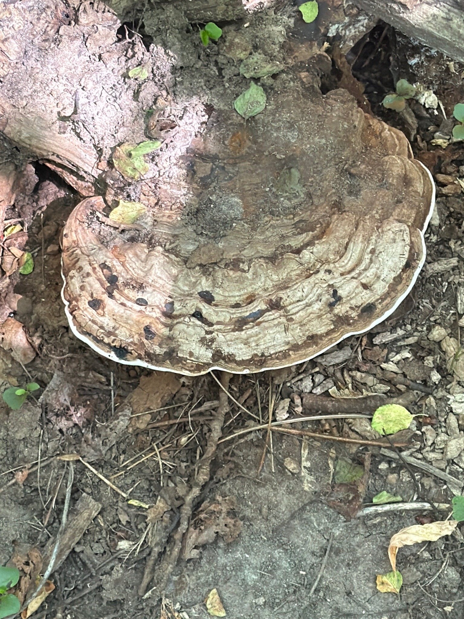 Photo submitted for the Artist's Bracket (Artist's Conk) identification