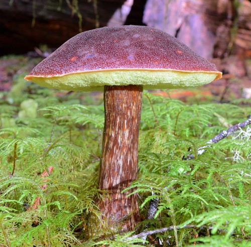 Admirable Bolete