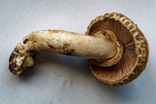 Agaricus bohusii