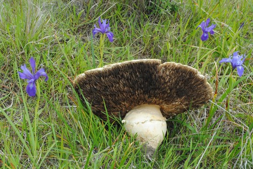 Agaricus crocodilinus