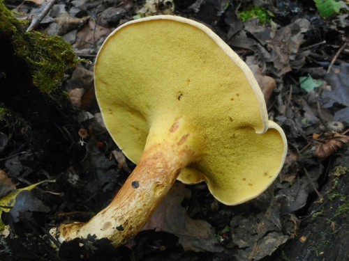 Alder Bolete