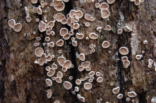 Aleurodiscus oakesii
