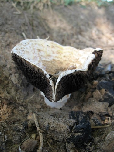 Almond Mushroom