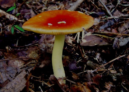 American Caesar's Mushroom