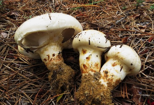 American Matsutake