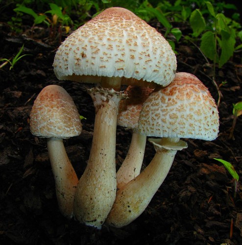 American Parasol