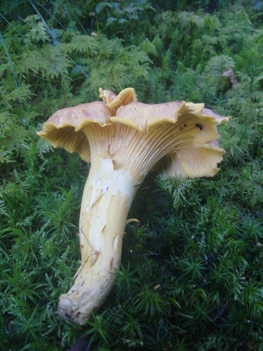 Amethyst Chanterelle