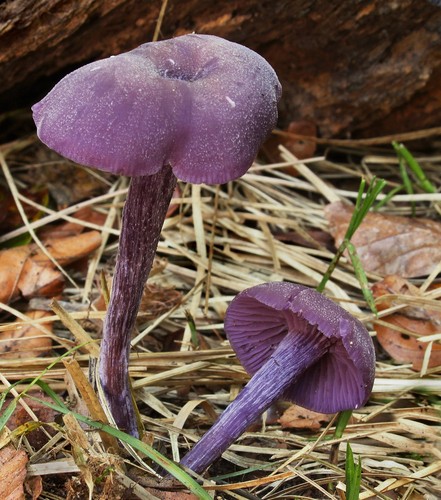 Amethyst Deceiver