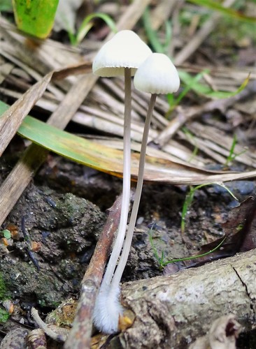 Angel's Bonnet