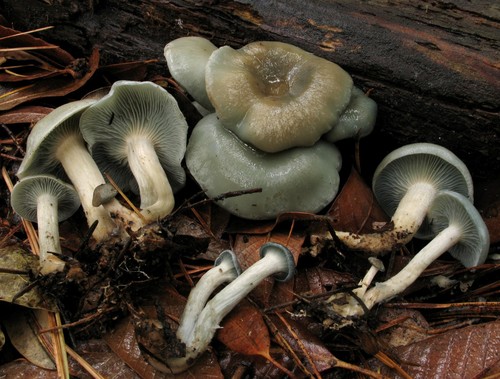 Aniseed Funnel