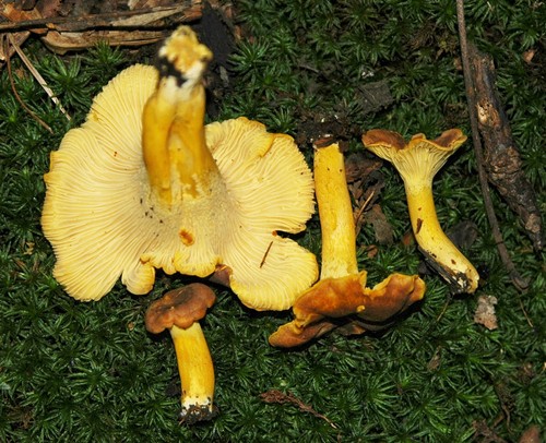 Appalachian Chanterelle