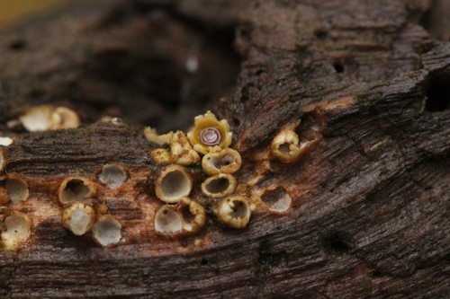 Artillery Fungus