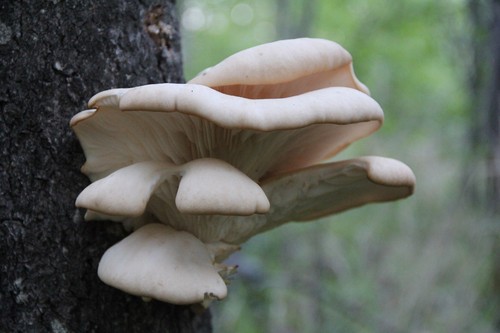 Aspen Oyster Mushroom