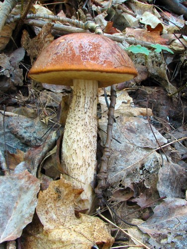 Aspen Scaber Stalk