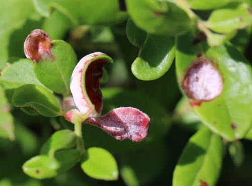 Azalea Leaf Gall