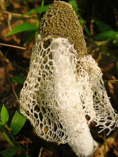 Bamboo Fungus