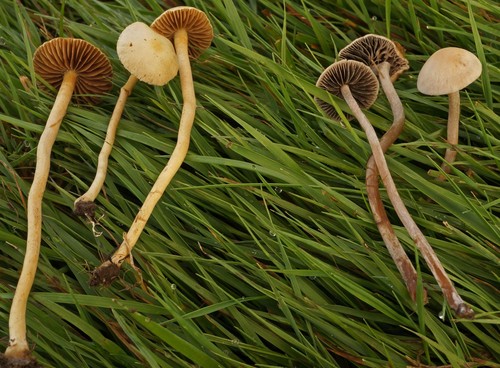 Banded Mottlegill