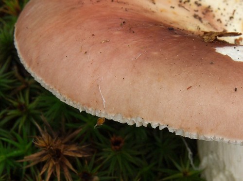 Bare-toothed Brittlegill
