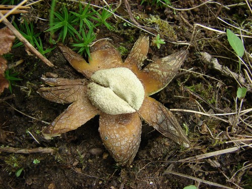 Barometer Earthstar