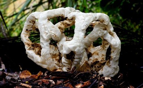 Basket Fungus