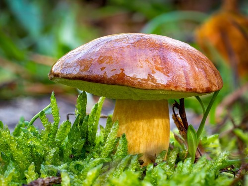 Bay Bolete