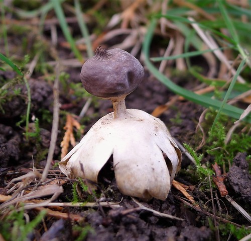 Beaked Earthstar