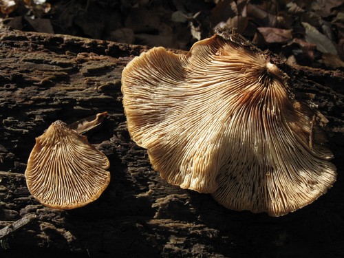 Bear Lentinus
