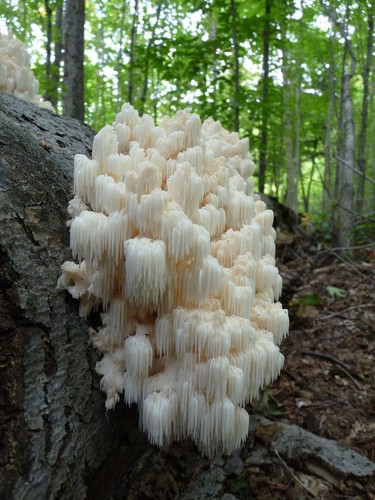 Bear's Head Tooth
