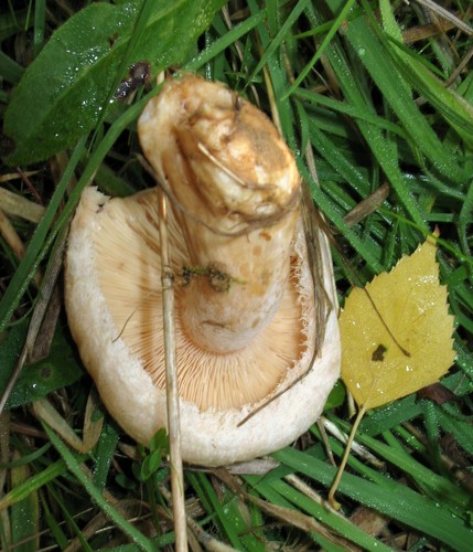 Bearded Milkcap