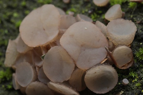 Beech Jellydisc